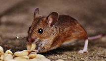 24 Hour & Emergency Exterminators in Pont, PA